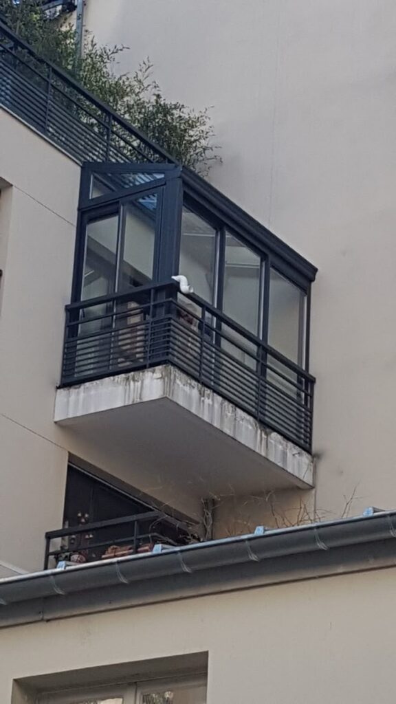 Véranda sur Balcon en Aluminium_